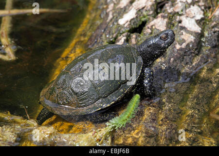 European pond terrapin, testuggine palustre, European pond tartaruga (Emys orbicularis), presso la banca sul tronco di betulla Foto Stock