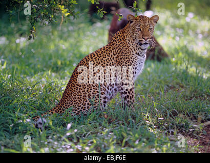 Leopard (Panthera pardus), seduti su erba, Zimbabwe Foto Stock