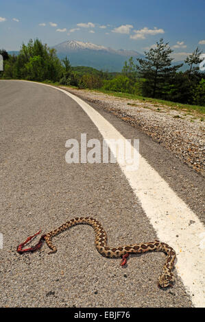 Naso-cornuto viper, vipera cornuta, a becco lungo viper (Vipera ammodytes), superamento snake in una strada con il Monte Falakro in background, Grecia, Thrakien, Westliche Rhodopen, dramma Foto Stock