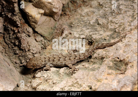 Kotschy's gecko (Mediodactylus kotschyi, Cyrtodactylus kotschyi), arrampicata su una parete, Grecia KITHIRA Foto Stock