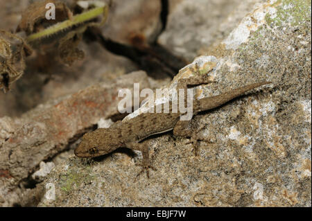 Kotschy's gecko (Mediodactylus kotschyi, Cyrtodactylus kotschyi), il geco su una roccia, Grecia KITHIRA Foto Stock