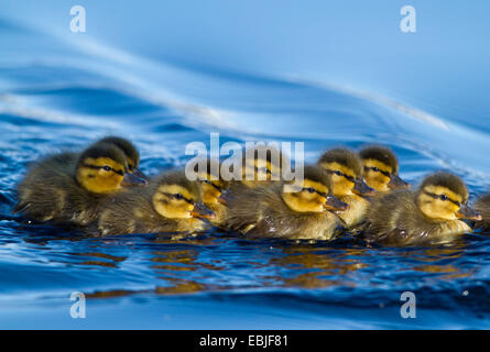 Il germano reale (Anas platyrhynchos), anatra pulcini nuoto insieme in acqua, Norvegia, Tromsoe Foto Stock