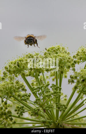 Bumble Bee battenti per umbellifer, Germania Foto Stock