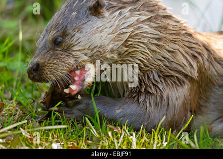 La lontra di fiume (Lutra spec.), mangiare drucian carpe, Norvegia, Troms Foto Stock