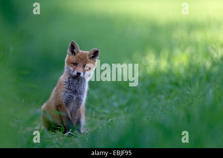 Red Fox (Vulpes vulpes vulpes), Fox cub su erba, Germania, Schleswig-Holstein Foto Stock