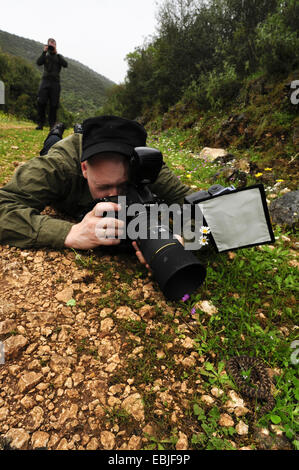 Naso-cornuto viper, vipera cornuta, a becco lungo viper (Vipera ammodytes), giovane uomo disteso sul ventre dipinge un serpente ben mimetizzata tra i sassi ed erba mentre viene mostrato se stesso, Grecia, Epiro Foto Stock