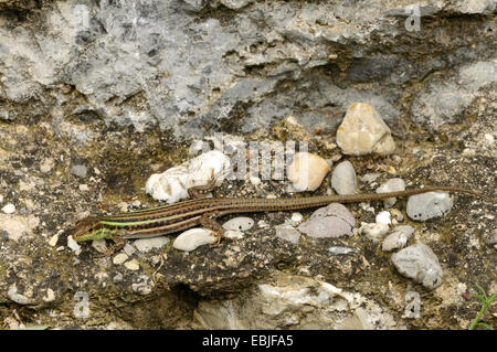 Peloponneso lucertola muraiola (Podarcis peloponnesiaca, Lacerta peloponnesiaca, Podarcis peloponnesiacus), femmina sul suolo roccioso, Grecia, Peloponnes Foto Stock