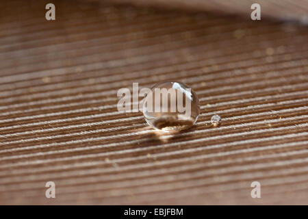 Goccia di acqua su una piuma, idrorepellente Foto Stock