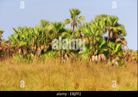 Palme in una zona umida, Honduras, La Mosquitia, Las Marias Foto Stock