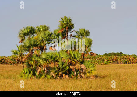 Palme in una zona umida, Honduras, La Mosquitia, Las Marias Foto Stock