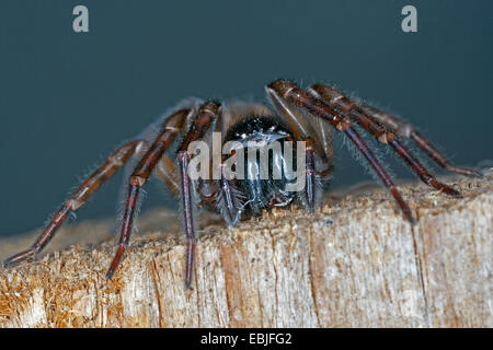 Finestra di tessitore di pizzo, Casa spider apparato boccale (Amaurobius similis), femmina, ritratto, Germania Foto Stock