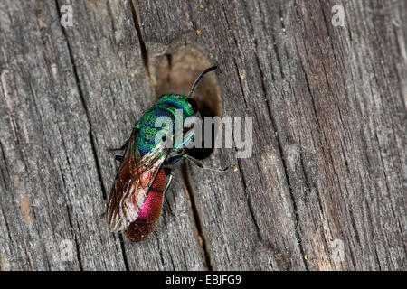 Il cuculo wasp, cuculo vespe (Chrysura radianti, Chrysis radianti), seduti su legno, Austria, Kaernten Foto Stock