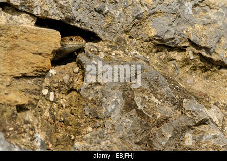 Peloponneso lucertola muraiola (Podarcis peloponnesiacus, Podarcis peloponnesiaca, Lacerta peloponnesiaca), guardando fuori di una crepa di pietra, Grecia, Peloponnes Foto Stock