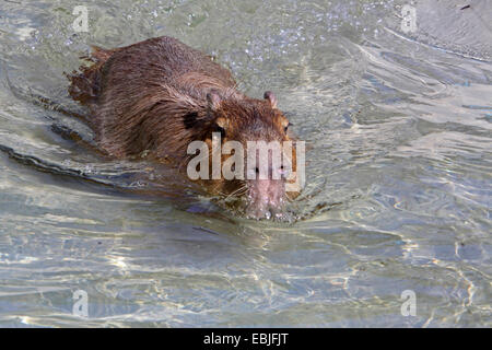 Capibara, carpincho (Hydrochaeris hydrochaeris, Hydrochoeris hydrochaeris), in acque poco profonde, in Germania, in Renania settentrionale-Vestfalia Foto Stock