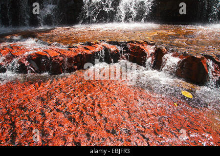 Jasper il letto del fiume, Quebrada de Jaspe, Venezuela, il Parco Nazionale di Canaima Foto Stock