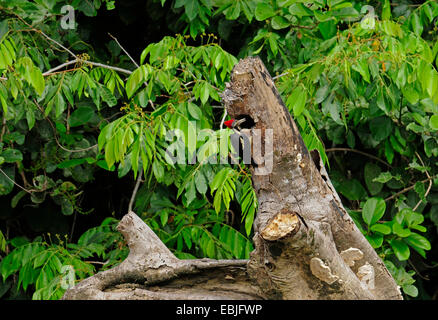 Picchio lineated (Dryocopus lineatus), seduti di fronte al foro di nidificazione in un albero morto, Honduras, La Mosquitia, Las Marias Foto Stock