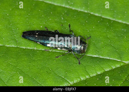 Rovere twospotted borer (Agrilus biguttatus), seduta su una foglia, Germania Foto Stock