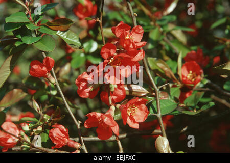 Cotogno giapponese (Chaenomeles japonica, Choenomeles japonica), fioritura Foto Stock