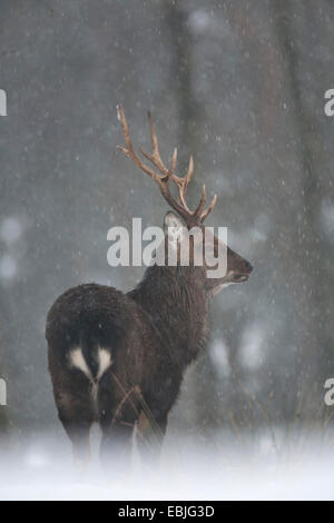 Dybowski Sika (Cervus nippon dybowskii, Cervus nippon hortulorum), cervo a neve, Germania, Schleswig-Holstein Foto Stock