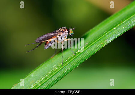 Dalle lunghe gambe fly (Dolichopus spec.), ione di seduta una lama per erba, Germania Foto Stock