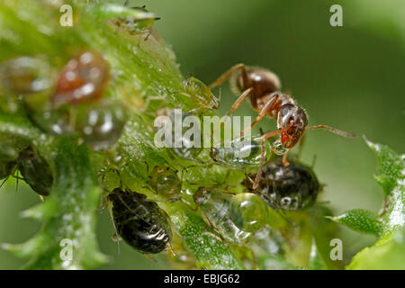 Black ant, comune black ant, giardino ant (Lasius niger), Nero Garden ant afide di mungitura, in Germania, in Baviera, Eckental Foto Stock