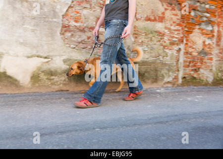 Uomo che cammina cane sulla strada, Ghemme, Novara, Italia Foto Stock