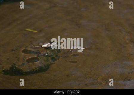 Pond skater, acqua strider, Stagno skipper (Gerris spec.), due individui su acqua, Germania Foto Stock