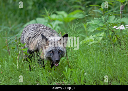 Red Fox (Vulpes vulpes vulpes), fase incrociata su erba, Canada Columbia Britannica Foto Stock