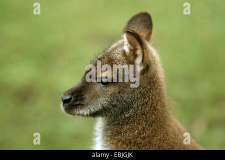 Rosso-un wallaby dal collo, Bennetts Wallaby (Macropus rufogriseus, Wallabia rufogrisea), ritratto, vista laterale Foto Stock