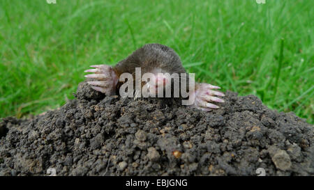 Unione mole (Talpa europaea), guardando al di fuori di un molehill in prato, Germania Foto Stock