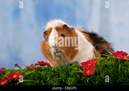 Cavy, cavia (cavia spec.), seduti in un prato di fiori Foto Stock