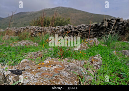 Luce verde-whip snake, Dahl la frusta snake (Coluber najadum dahli, Platyceps najadum dahli), prendere il sole su una roccia, Grecia, Peloponneso, Mani Foto Stock