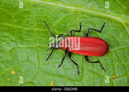 Scarlet fire beetle, cardinale beetle (Pyrochroa coccinea), su una foglia, Germania Foto Stock