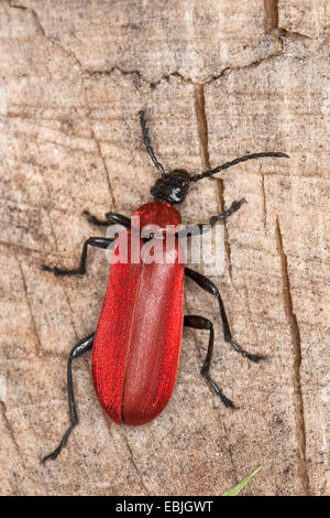 Scarlet fire beetle, cardinale beetle (Pyrochroa coccinea), su deadwood, Germania Foto Stock
