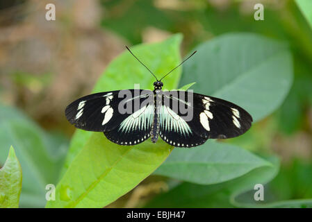 Doris butterfly, Doris longwing (Heliconius doris), seduta su una foglia Foto Stock