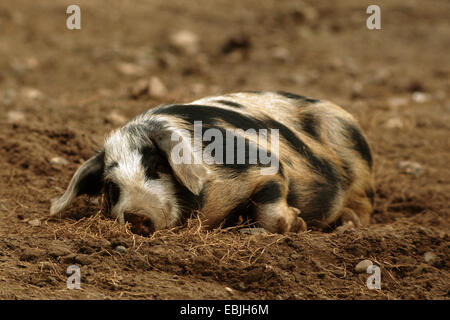 Suini domestici (Sus scrofa f. domestica), Linderoed Pig in appoggio sul suolo sgualcito terreno Foto Stock