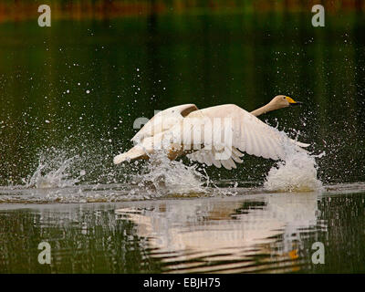 Whooper swan (Cygnus Cygnus), prendendo il largo, in Germania, in Sassonia, Oberlausitz Foto Stock