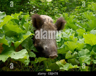 Il cinghiale, maiale, il cinghiale (Sus scrofa), femmina guardando fuori di foglie, GERMANIA Baden-Wuerttemberg Foto Stock