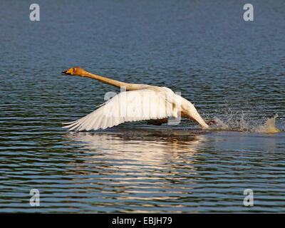 Whooper swan (Cygnus Cygnus), prendendo il largo, in Germania, in Sassonia, Oberlausitz Foto Stock