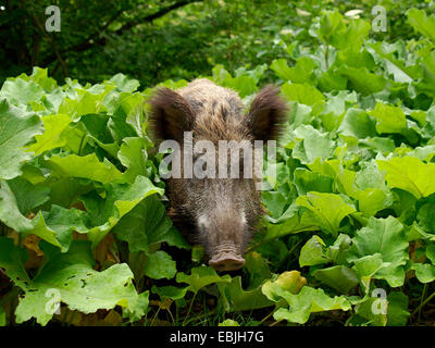 Il cinghiale, maiale, il cinghiale (Sus scrofa), femmina guardando fuori di foglie, GERMANIA Baden-Wuerttemberg Foto Stock