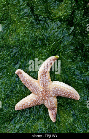 Starfish comune, politica europea comune in materia di seastar (Asterias rubens), sulla spiaggia, Germania, Schleswig-Holstein, Isola di Helgoland Foto Stock