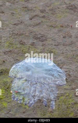 Cavolo cappuccio blu bolla, Rhizostome Medusa (Rhizostoma octopus, Rhizostoma pulmo), nel mare di Wadden, Germania, Schleswig-Holstein, Schleswig-Holstein il Wadden Sea National Park Foto Stock