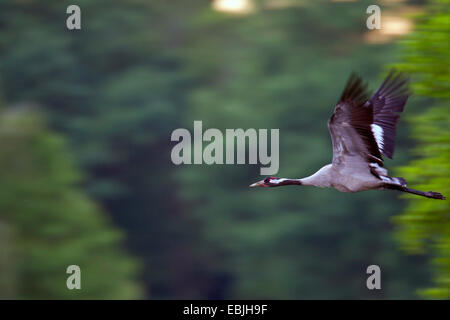 Comune, Gru Gru eurasiatica (grus grus), volare, Germania, Sassonia, Biosphaerenreservat Oberlausitzer Heide-und Teichlandschaft Foto Stock