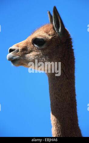 Vicuna (Vicugna vicugna, Lama vicugna), capretti, ritratto, Perù, Pampa galeras Foto Stock