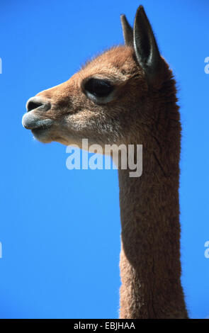 Vicuna (Vicugna vicugna, Lama vicugna), capretti, ritratto, Perù, Pampa galeras Foto Stock