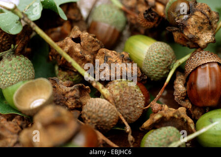 Acorn cup gall wasp, knopper fiele (Andricus quercuscalicis), mature galli su ghiande di Quercus robur Foto Stock