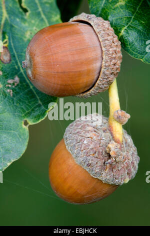 Comune di Quercia farnia, farnia (Quercus robur), ghiande su un ramo, Danimarca Foto Stock