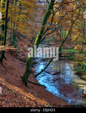 Wild creek Furlbach in autunno, in Germania, in Renania settentrionale-Vestfalia, Furlbach GFN, Stukenbrock-Senne Foto Stock