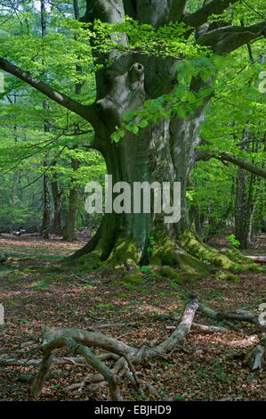 Comune di faggio (Fagus sylvatica), grande faggio in una foresta in primavera, Germania, Hesse, Reinhardswald Foto Stock