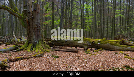 Comune di faggio (Fagus sylvatica), marciume tree snag, Germania, Hesse, Reinhardswald Foto Stock